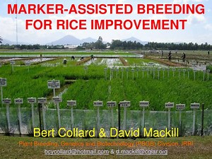 MARKER-ASSISTED BREEDING FOR RICE IMPROVEMENT - SlideServe