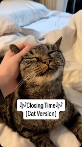 1K views · 254 reactions | my other cat is fine he’s just Siamese •...