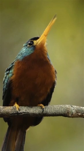 Soft Backyard Birds: The Sound of a Stress-Free | Nature's Relaxation Sound #birdsounds (4K)​