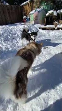 The Secret Life of Happy Snow Dogs: A Day in Our Winter Wonderland #snowdogs #malamutelovers
