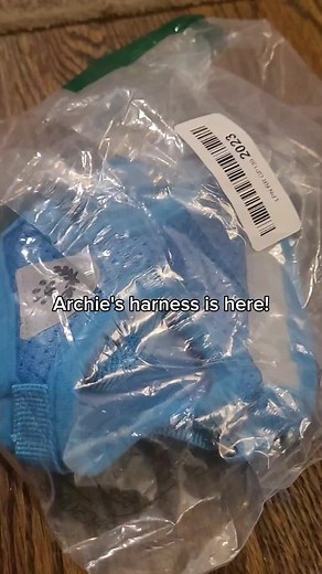 the struggle of having a VERY small ESSA #essadogplush #essa #essadog