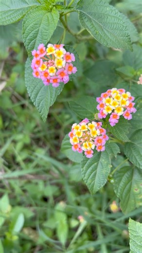 Lantana Koronitas #j4vlogs #shortvideo #flowers
