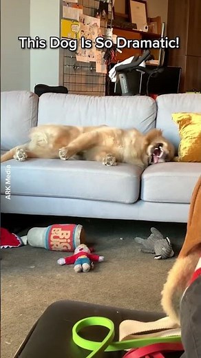 Lazy Dog Cries After Dropping Chewtoy