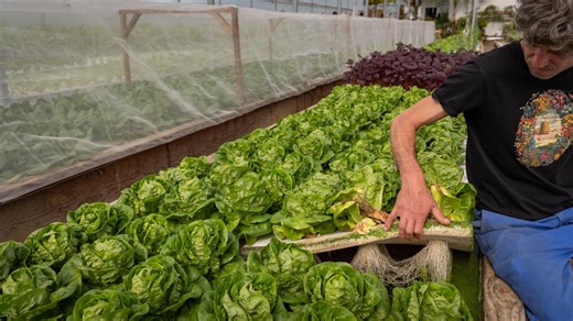Hydroponie, aéroponie, aquaponie… Quel rôle pour la production hors-sol dans l’agriculture de demain ?