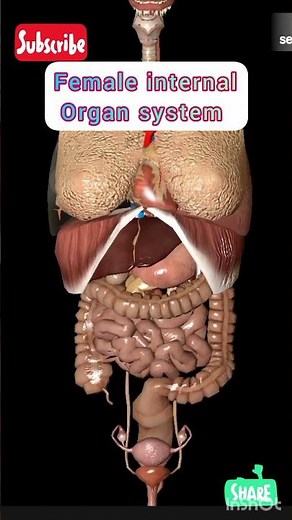 female internal organ | woman's body parts | ladies organ #studywithsmile #shorts #trending #ytshort