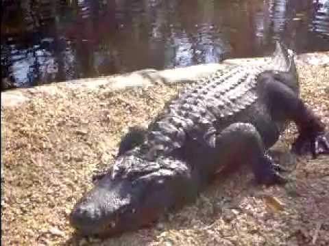 Giant Alligator, Weeki Wachee River, Weeki Wachee, Florida