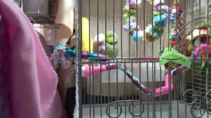 1.8K views · 157 reactions | Every night I let them cuddle ☺️. Even if they squabble so have to keep an eye on how long Koolaid gets to be downstairs. & Bowie asks to be taken to bed around this time 9:30ish. If he's downstairs. He literally just said, when there was total silence...... "Wanna go to bed!" Period. He was serious. Bring me to bed 藍 | Peekaboo Parrots | Facebook