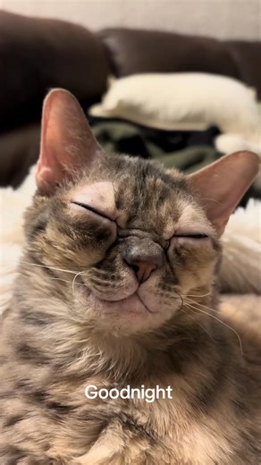 Only 19 days left to get a Gumble Bee plushie! Linked in my bio 🥰 #cat #cutecat #rescuecat #tiktokcats #funnycat @topfans | Gumbus