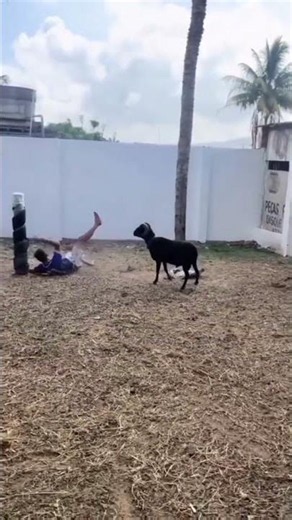 ...cuidado com o bode🤣🤣🤣🤣🤣
