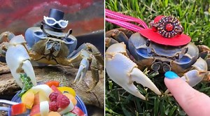 Meet Howie: The Hat-Wearing, Sign-Language Speaking Crab