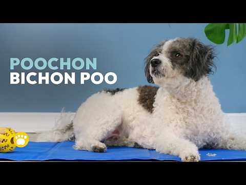 Bichon Frise x Poodle Mix 101 (Poochon | Bichon Poo | Bichpoo)