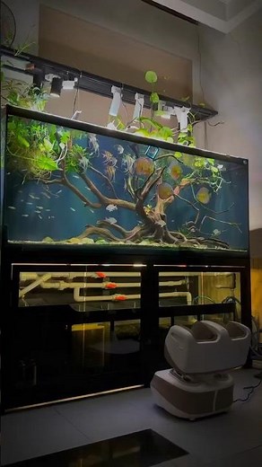 Most beautiful discus planted tank in home aquarium