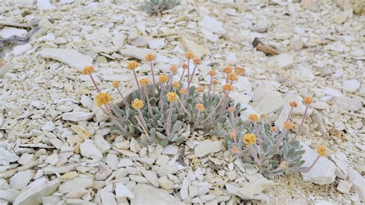 A rare Nevada flower gets 'endangered' status, raising questions for a proposed lithium mine