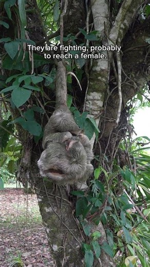 🦥Have You Ever Seen a Sloth Fight?