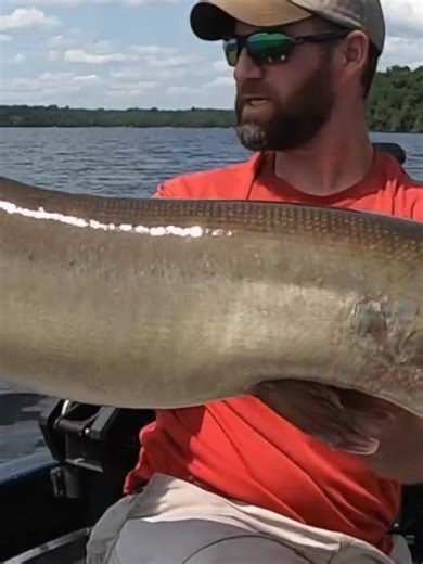 Big Bucktail musky #fishingislife #muskyfishing #muskie #muskiefishing #musky Free spooling to control a big musky is an important skill