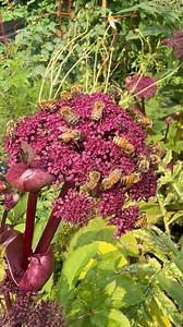 Bees are buzzing in Dewey Square! We recently saw some honey beese on the Korean angelic (Angelic gigas) in the area. As the warmer months come to an end, they are actively building healthy reserves for the hives along The Greenway so they have enough food for the winter. 📸: Greenway Conservancy Staff | Rose Kennedy Greenway