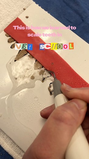 It’s hard to be able to provide the experience of cleaning a pet’s teeth on such a large scale, so this is how my school improvised. We utilized the tiles and also special “models” that we could practice doing extractions on. This was in 2020 so times were a bit different then 😷 EDIT: i was a ✨ student ✨ so i was not doing it properly as i was learning, be kind ❤️ i know it is incorrect, I’ve been a vet for years now #Dentistry #vet #VetMed #FBlifestyle | Emergency Vet Jenny