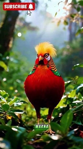 Golden pheasant dengan warna bulu yang indah #facts#animals#birds#bird#goldenpheasant#shorts#viral