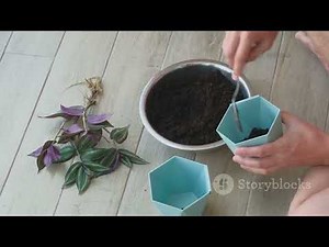 How to Grow Cherry Trees Indoors: A Complete Guide!#CherryTreeIndoor#GrowCherries#IndoorPlants