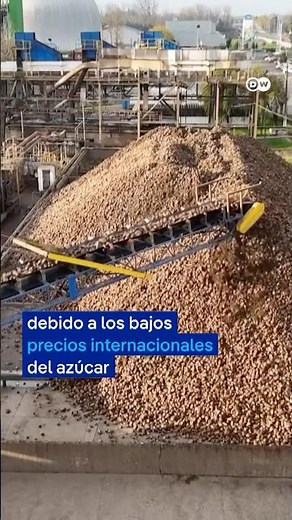 En Chile se dejará de producir azúcar a partir de remolacha nacional