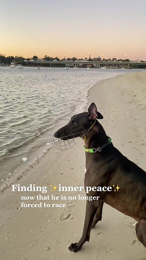 Greyhound Ace Finding Inner Peace by Pondering Water Views