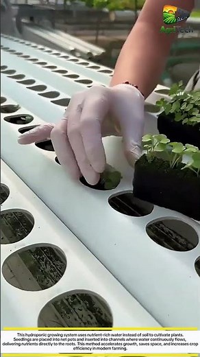 This Smart Hydroponic System Grows Plants Faster Without Soil! | Future Farming