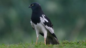 鹊鹞 Circus melanoleucos_哔哩哔哩_bilibili