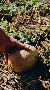 38 reactions | At Rom Farm in Israel’s North, they don’t just grow produce—they grow hope.  From fresh veggies to fresh starts, Rom Farm cultivates community, connection, and resilience—and thanks to Jewish National Fund-USA’s initiatives in the Galilee, its people can keep planting the seeds of a brighter future. #PoweredByJNF #IsraelStrong #Galilee | Jewish National Fund - USA | Facebook