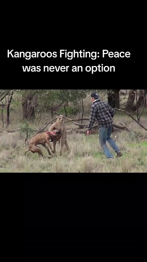 Kangaroos Fighting Everyone 🥊 #kangaroo #boxing🥊 #nature #fyp