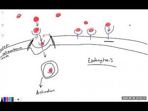 Endocytosis Mechanism Made Easy!