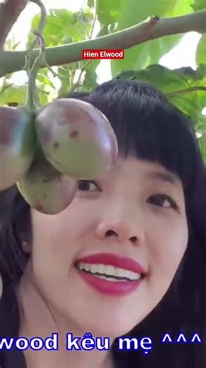 red tamarillo tree #elwoodhien