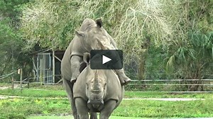 Rhinoceros Mating