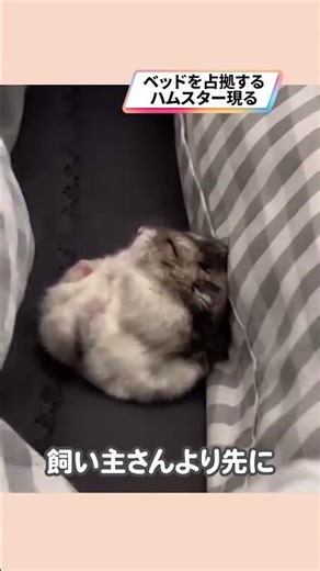 Hamster snuggling up in a futon is adorable! (Teterabo Pet Club)