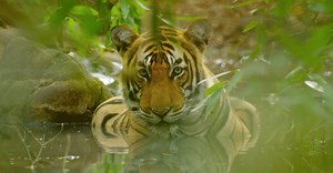 34 reactions | Our planet has a wild side & it's absolutely wonderful. This #WorldWildlifeDay, get close & embrace the untamed glory of the animal kingdom on Nat Geo Wild. #NatGeoWild #RealisHere | Nat Geo Wild India | Facebook