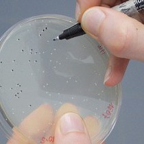 비디오: 생쥐의 장내 미생물총(microbiota)에 대한 박테리오신 효과를 평가하는 방법