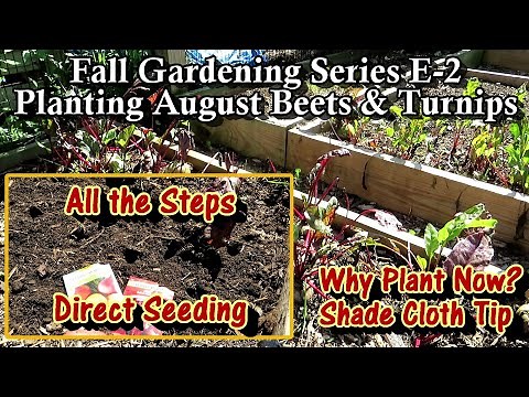 How to & Why You Plant Beets & Turnips in August: Cool Crops! Planting & Planning a Fall Garden E2