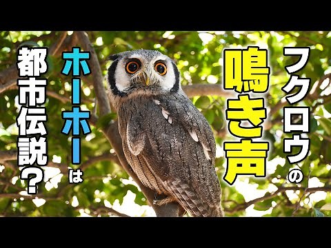 【フクロウの鳴き声まとめ】アフリカオオコノハズクの渋いイケボイス９種