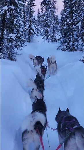 Sable and Mink in lead