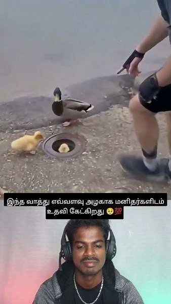 How cute is this duck asking humans for help 🥺💯