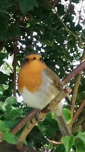 #buddytherobin singing his beautiful autumnal songs 🧡🎶 #birdsong #songbird #birdlife #birds #nature #wildlife #naturelovers #birdfriend #birdwhisperer #song #facebookreels #naturelife #naturelovers #lovenature #facebookreel | The Robin Whisperer