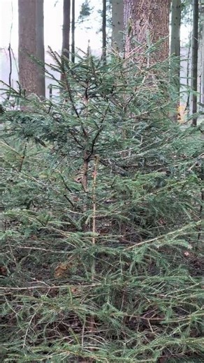a little goldcrest searching for little insects 👀🐦🦟 #nature #birds #birdsong #goldcrest
