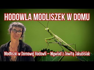Jak Hodować Modliszki w Domu? | Rady Ekspertki Jowity Jakubisiak!
