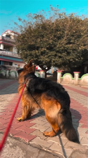 Amazing German Shepherd Videos Compilation