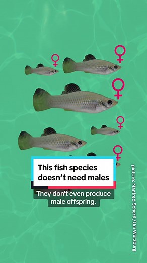 Female-Only Fish Reproduction: The Mystery of Amazon Mollies Revealed