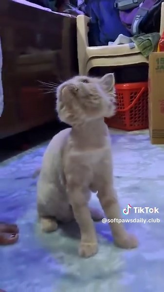 Daisy key bachpan ki video 😩🎀#cat #cutie #animal #daisy #viral
