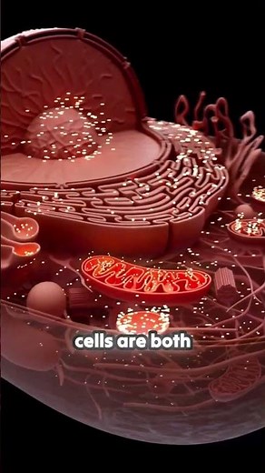 The Transformation: How Meiosis Creates Haploid Cells
