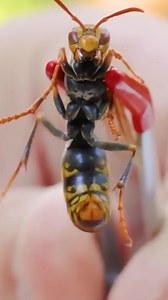 6.8K views · 87 reactions | Japanese Paper Wasp vs. Warrior Wasp! | Mark Vins | Facebook
