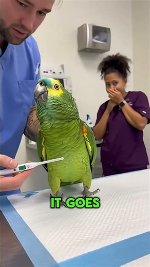 🦜 Parrot Throws a TANTRUM Over a Thermometer! 😂 “YOU TRYNA UNLOCK MY SECRETS?!”