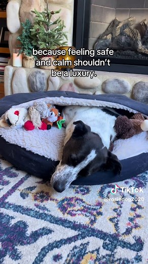 Rosie’s has had this Cozy Cave bed for almost 3 years and it’s STILL her safe place. If your Velcro dog needs comfort, warmth, and security… this is it. 🐾🛏️ #cozycave @Snoozer Pet Products - US #dogsoftiktok #dogparents #tiktokshopfinds #dogbed