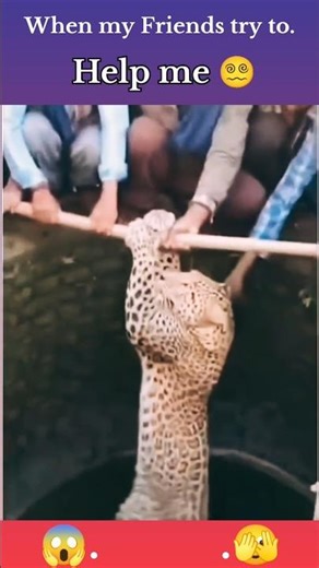 animal tiger to help me friends #trending #shortvideo #animal